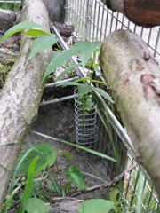 Walnut tree stem protected with wiremesh