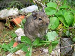 Degu with a diverse offer of fresh green