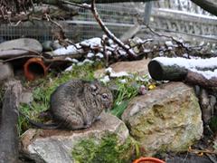 degu on a stone, in background sparse snow